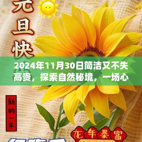 探索自然秘境的心灵之旅，2024年11月30日的优雅漫步