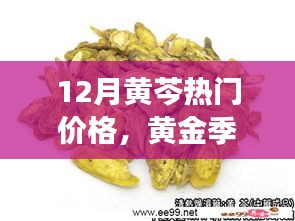 12月黄芩市场热门价格解析，黄金季节的市场回顾与影响因素