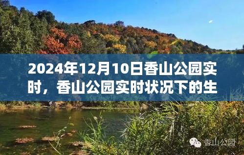 香山公园实时生态体验与休闲价值探讨——2024年12月10日观察报告