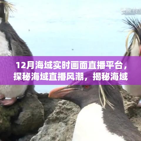 探秘海域直播风潮，海域实时画面直播平台的发展与影响揭秘