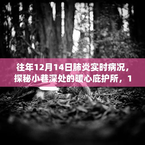 探秘暖心庇护所与特色小店之旅，12月14日肺炎实时病况下的城市观察与体验