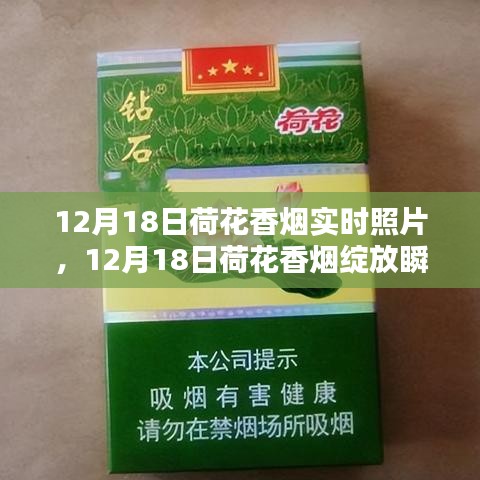 12月18日荷花香烟绽放瞬间，实时照片分享与赏析