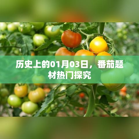 番茄题材热门探究，历史视角下的01月03日