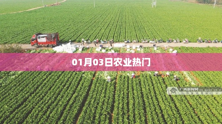 农业热点资讯，最新动态一网打尽（日期，01月03日）