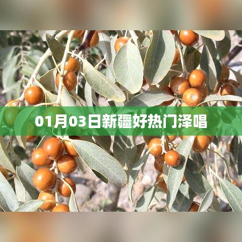 新疆热门泽唱活动盛大开启，精彩纷呈！