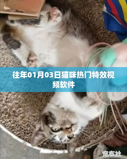 猫咪特效视频软件，热门榜单揭晓！