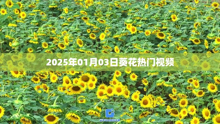 葵花热门视频抢先观看，2025年元旦新潮流