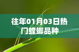 2025年1月6日 第10页