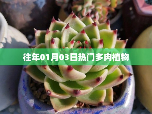 精选多肉植物，历年一月三日热门品种推荐