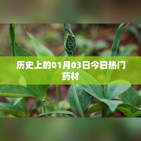 历史热门药材，一月三日探寻药材奥秘