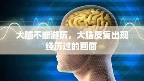 大脑不断游历，大脑反复出现经历过的画面 