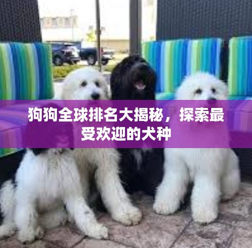 狗狗全球排名大揭秘，探索最受欢迎的犬种