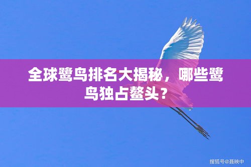 全球鹭鸟排名大揭秘，哪些鹭鸟独占鳌头？