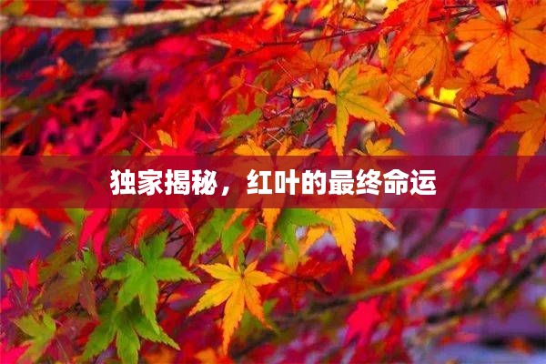 独家揭秘，红叶的最终命运