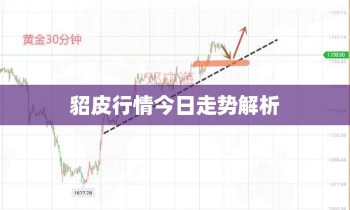 貂皮行情今日走势解析