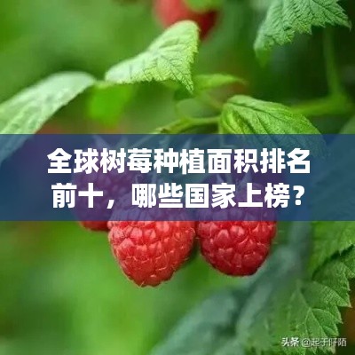 全球树莓种植面积排名前十，哪些国家上榜？