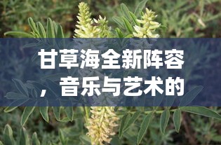 甘草海全新阵容，音乐与艺术的震撼融合