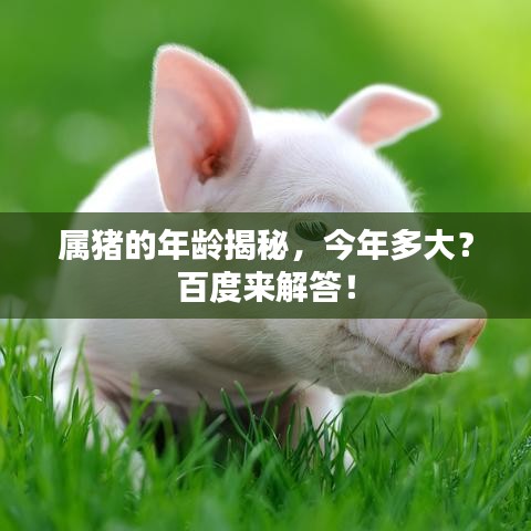 属猪的年龄揭秘，今年多大？百度来解答！