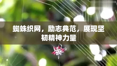 蜘蛛织网，励志典范，展现坚韧精神力量