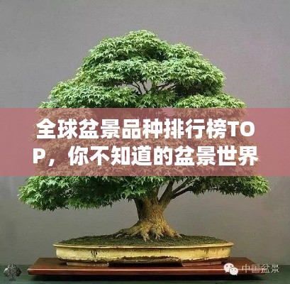 全球盆景品种排行榜TOP，你不知道的盆景世界！