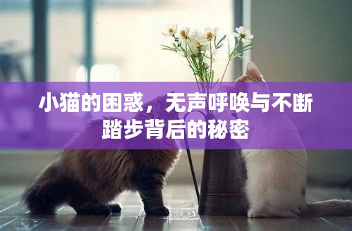 小猫的困惑，无声呼唤与不断踏步背后的秘密